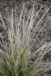 Northern Lights Tufted Hair Grass (Deschampsia cespitosa 'Northern Lights') at Lakeshore Garden Centres
