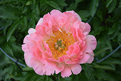 Coral Sunset Peony (Paeonia 'Coral Sunset') at The Mustard Seed