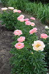 Coral Sunset Peony (Paeonia 'Coral Sunset') at Lakeshore Garden Centres