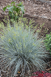 Blue Whiskers Blue Fescue (Festuca glauca 'Blue Whiskers') at Stonegate Gardens