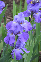 Feed Back Iris (Iris 'Feed Back') at A Very Successful Garden Center