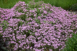 Rock Soapwort (Saponaria ocymoides) at Lakeshore Garden Centres