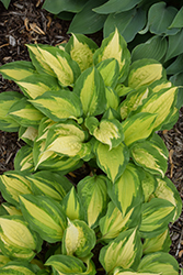 Island Breeze Hosta (Hosta 'Island Breeze') at Lakeshore Garden Centres