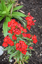 Scarlet Fever Sweet William (Dianthus barbatus 'Scarlet Fever') at Stonegate Gardens