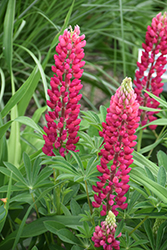 Popsicle Red Lupine (Lupinus 'Popsicle Red') at Stonegate Gardens