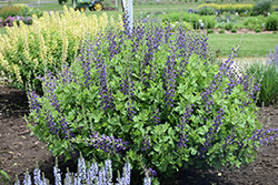 Decadence Sparkling Sapphires False Indigo (Baptisia 'Sparkling Sapphires') at Lakeshore Garden Centres
