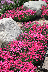 Paint The Town Magenta Pinks (Dianthus 'Paint The Town Magenta') at Stonegate Gardens