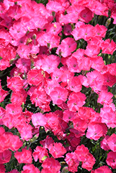 Paint The Town Magenta Pinks (Dianthus 'Paint The Town Magenta') at Lakeshore Garden Centres
