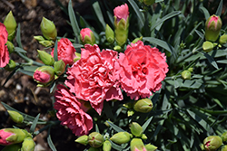 Fruit Punch Classic Coral Pinks (Dianthus 'Classic Coral') at Lakeshore Garden Centres