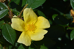 Sunny Knock Out Rose (Rosa 'Radsunny') at Lakeshore Garden Centres