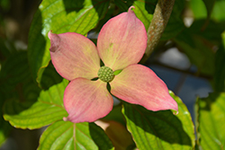 Rosy Teacups Flowering Dogwood (Cornus 'KN30-8') at Stonegate Gardens