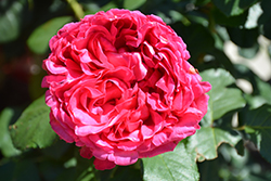 Pink Traviata Rose (Rosa 'Meitravia') at Stonegate Gardens