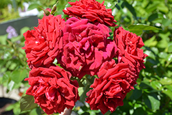 Oh My! Rose (Rosa 'WEKcisfribo') at Lakeshore Garden Centres