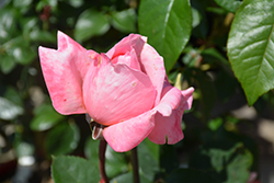 Sweet Mademoiselle Rose (Rosa 'MEInostair') at Stonegate Gardens