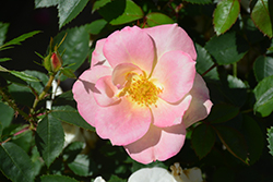 Peach Lemonade Rose (Rosa 'Radpastel') at Lakeshore Garden Centres