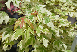 Carnival Hedge Maple (Acer campestre 'Carnival') at Lakeshore Garden Centres
