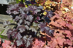 Obsidian Coral Bells (Heuchera 'Obsidian') at Lakeshore Garden Centres