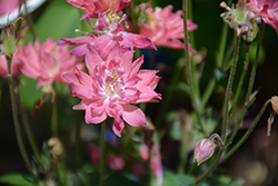 Clematis-Flowered Columbine (Aquilegia vulgaris 'Clementine Salmon Rose') at A Very Successful Garden Center
