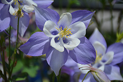 Origami Blue and White Columbine (Aquilegia 'Origami Blue and White') at Lakeshore Garden Centres