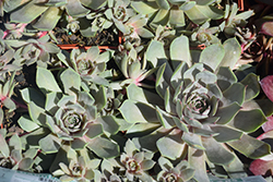 Pacific Blue Ice Hens And Chicks (Sempervivum 'Pacific Blue Ice') at Stonegate Gardens