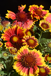 Arizona Sun Blanket Flower (Gaillardia x grandiflora 'Arizona Sun') at Lakeshore Garden Centres