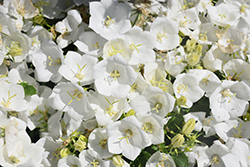 Pearl White Bellflower (Campanula carpatica 'Pearl White') at Stonegate Gardens