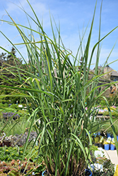 My Fair Maiden Maiden Grass (Miscanthus sinensis 'NCMS1') at Lakeshore Garden Centres