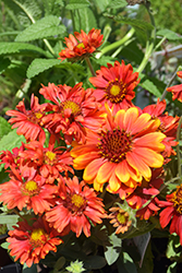 Arizona Red Shades Blanket Flower (Gaillardia x grandiflora 'Arizona Red Shades') at Lakeshore Garden Centres