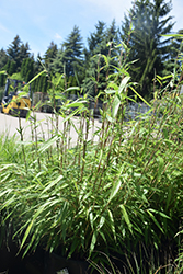 Rufa Clump Bamboo (Fargesia rufa) at Lakeshore Garden Centres