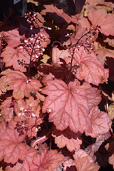 Georgia Peach Coral Bells (Heuchera 'Georgia Peach') at Lakeshore Garden Centres