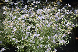 Touch Of Class Jacob's Ladder (Polemonium reptans 'Touch Of Class') at A Very Successful Garden Center