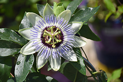 Clear Sky Passion Flower (Passiflora 'Clear Sky') at Stonegate Gardens