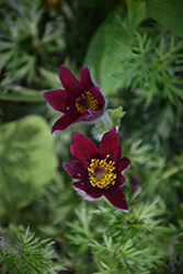 Red Pasqueflower (Pulsatilla vulgaris 'Rubra') at Lakeshore Garden Centres