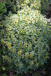 Silver Spangled Yellow Archangel (Lamiastrum galeobdolon 'Silver Spangled') at A Very Successful Garden Center