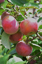 Idared Apple (Malus 'Idared') at Stonegate Gardens