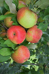 Honeycrisp Apple (Malus 'Honeycrisp') at Stonegate Gardens