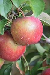 Red Delicious Apple (Malus 'Red Delicious') at Lakeshore Garden Centres