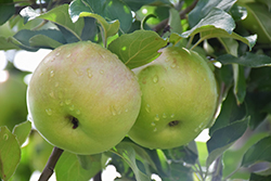 Ontario Apple (Malus 'Ontario') at Stonegate Gardens