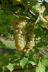 Vidal Blanc Grape (Vitis 'Vidal Blanc') at Stonegate Gardens