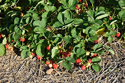 Cavendish Strawberry (Fragaria 'Cavendish') at Stonegate Gardens