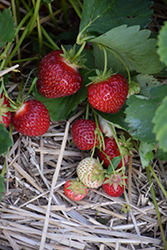 St-Laurent d'Orleans Strawberry (Fragaria 'St-Laurent d'Orleans') at A Very Successful Garden Center