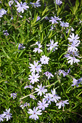 Spring Blue Moss Phlox (Phlox subulata 'Barsixtynine') at Lakeshore Garden Centres
