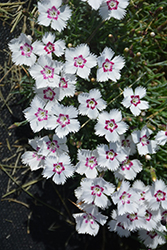 Mountain Frost White Twinkle Pinks (Dianthus 'KonD1060K1') at Stonegate Gardens