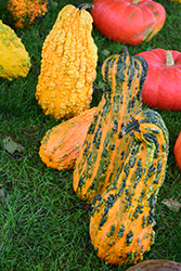 Lunch Lady Gourd (Cucurbita pepo 'Lunch Lady') at Stonegate Gardens
