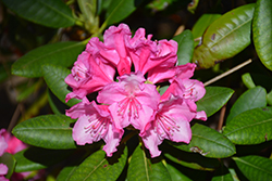 Haaga Rhododendron (Rhododendron 'Haaga') at Lakeshore Garden Centres