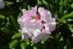 Dorothy Swift Rhododendron (Rhododendron 'Dorothy Swift') at Stonegate Gardens