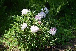 Dorothy Swift Rhododendron (Rhododendron 'Dorothy Swift') at Stonegate Gardens