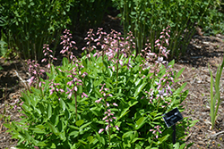 White Gas Plant (Dictamnus albus) at Lakeshore Garden Centres