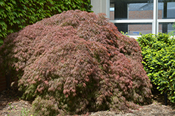 Red Select Japanese Maple (Acer palmatum 'Red Select') at Stonegate Gardens