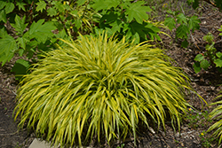 Golden Variegated Hakone Grass (Hakonechloa macra 'Aureola') at Stonegate Gardens